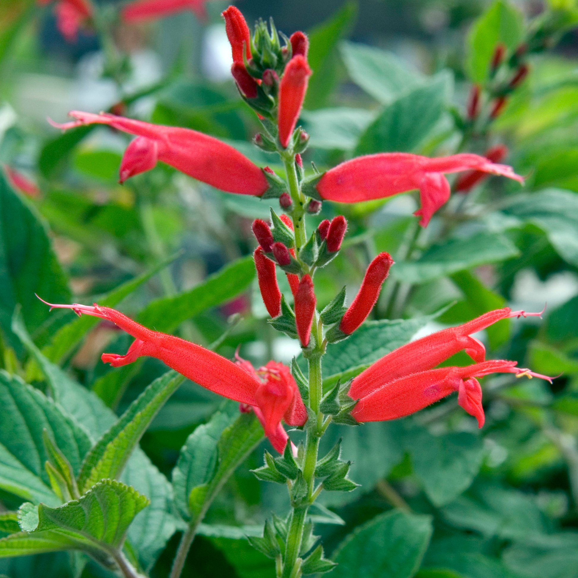 a close up of a green stem with bright red pineapple sage flowers surrounded by greenery in an outdoor setting