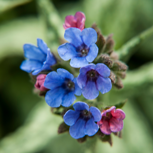 pink and blue lungwort flowers surrounded by greenery in an outdoor garden setting