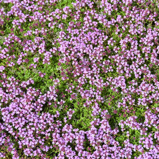 pale pink chintz creeping thyme amongst greenery like a carpet covering the ground in an outdoor garden setting