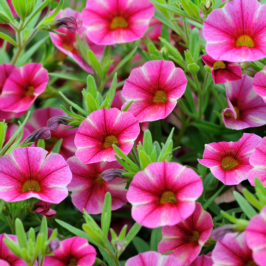 a close up of many bright pink cosmos petunia flowers with yellow centres and green leaves in an outdoor setting
