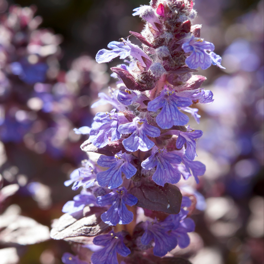a close up of a stock of pale purple pink lighting bugleweed flowers with more in a blurred background