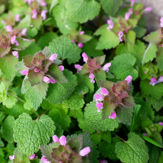 Close-up of green leafy pink pewter dead nettle plants with small pink flowers growing together.