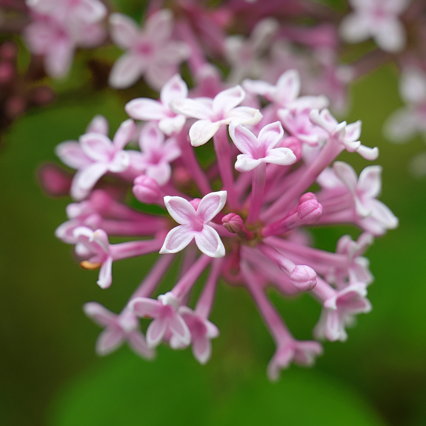 a close up of many pale pink four petaled flowers of a pinktini Preston lilac flower with a blurred green background
