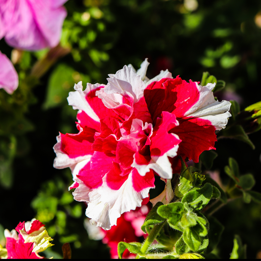 A close-up of a ruffled pirouette red petunia flower with alternating white and deep red petals, surrounded by green foliage in a garden setting.