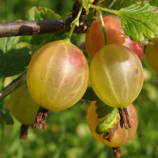 multiple oval shaped pixel goose berries with green stems growing in a tree with a green soft blurred background