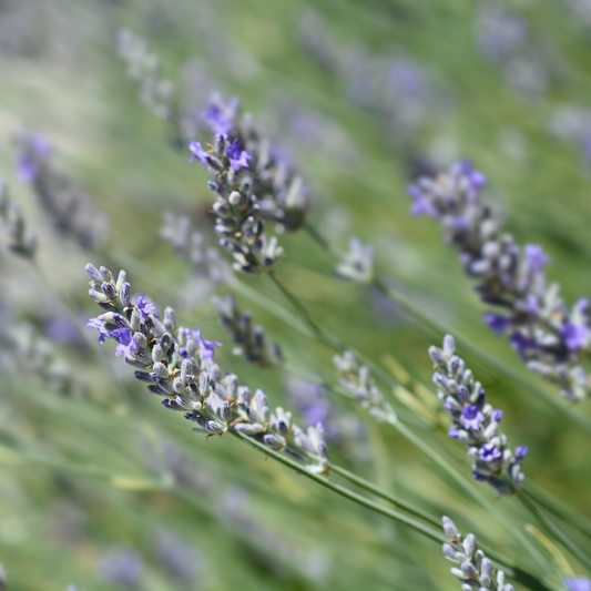multiple green stems with light purple blooms of platinum blonde variegated English lavender plants in an outdoor garden setting