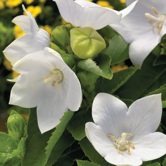 Astra Semi Double White Balloon Flower