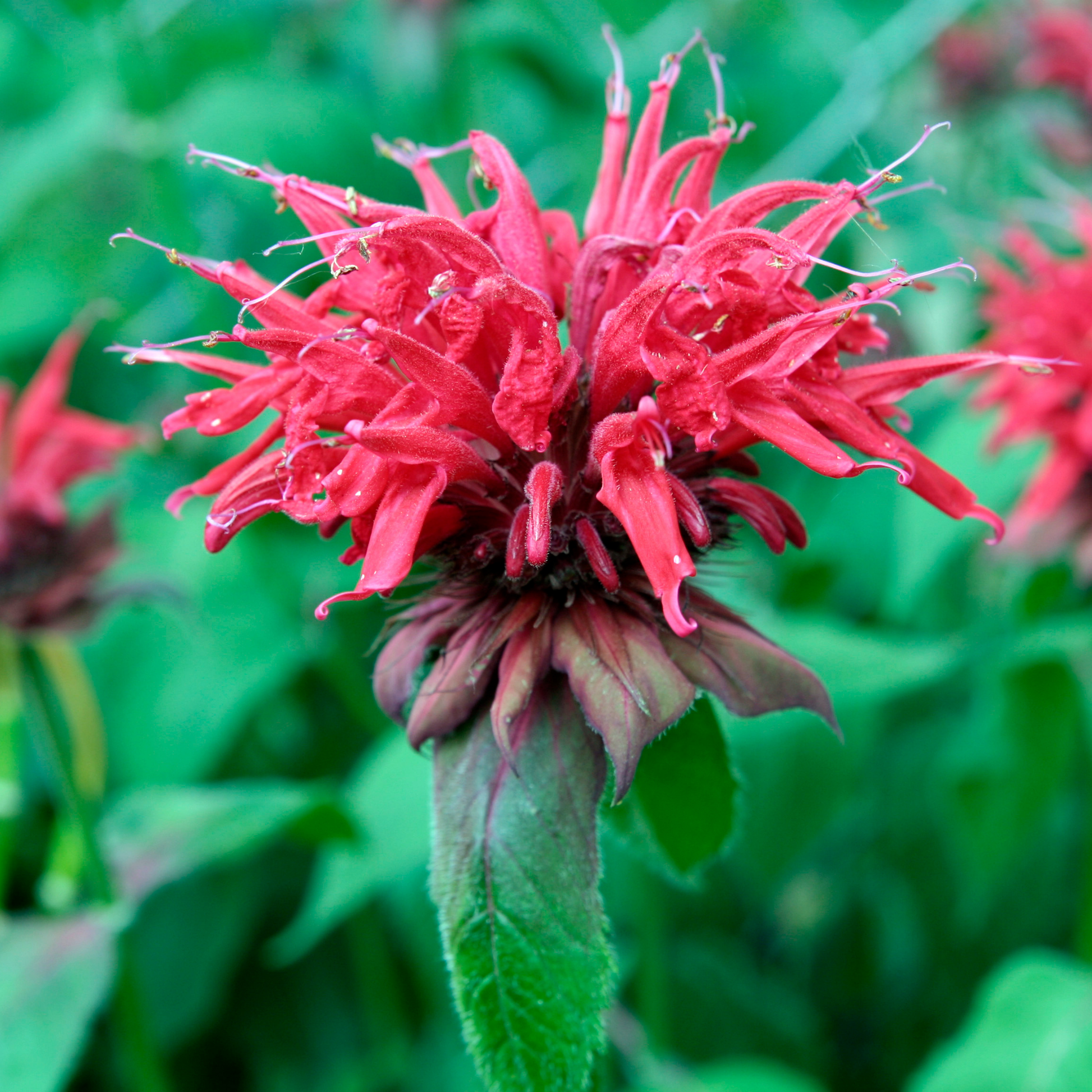 a close up of a brightly coloured Pocahontas red rose bee balm flower with  green leaves and more flowers and greenery in the blurred background in an outdoor setting