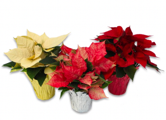 Three potted poinsettias in red, yellow, and white on a white background