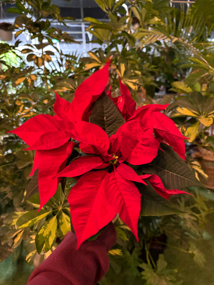 Red poinsettia plant held by a hand against a green leafy background