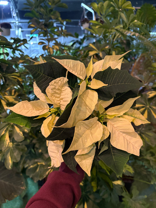 White poinsettia plant held by a person with blurred indoor background