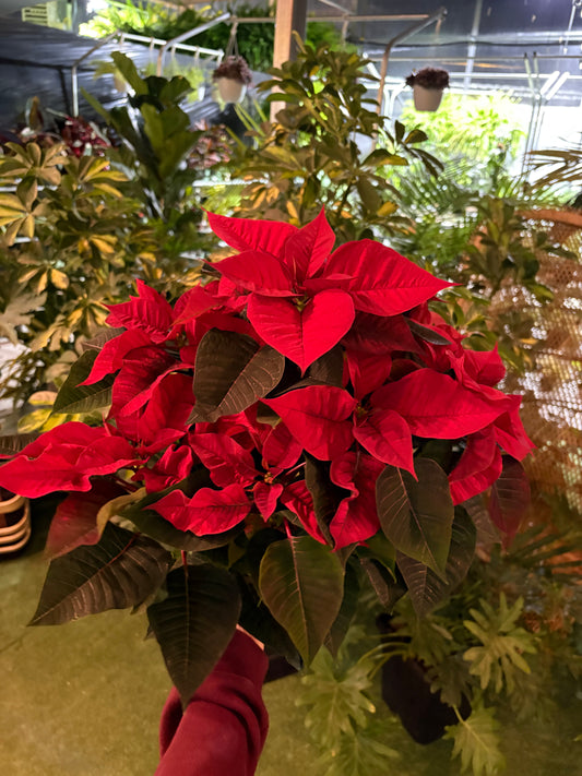 Red poinsettia plant with green leaves in a greenhouse setting