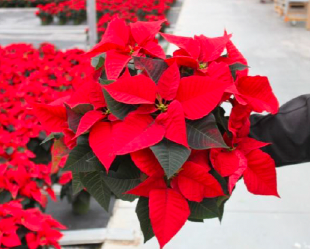 Potted poinsettia plants with red flowers and green leaves on a white background