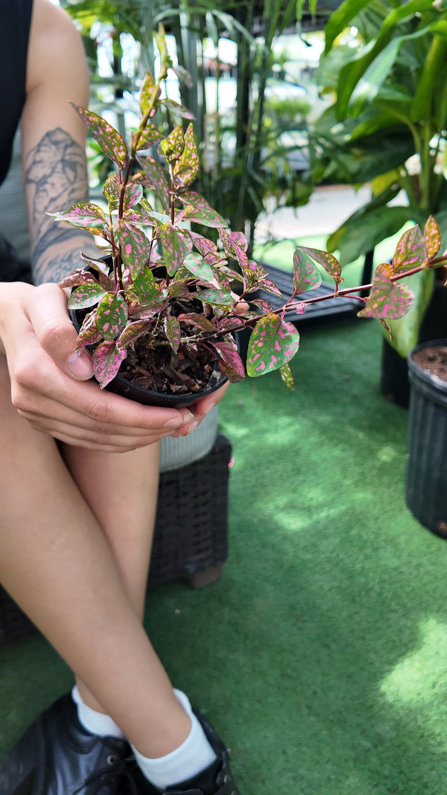 a person holding a potted polka dot plant in a greenhouse setting with a blurred background