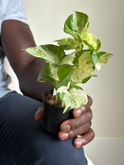Person holding a small potted Pothos Manjula plant with green and white leaves against a white wall