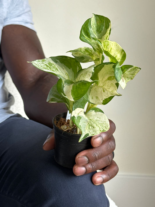 Person holding a small potted Pothos Manjula plant with green and white leaves against a white wall