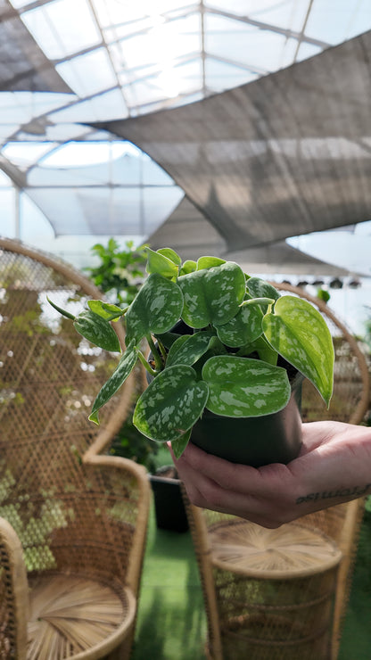 Person holding a small potted Pothos satin plant in an indoor Greenhouse setting