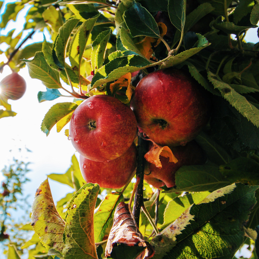 multiple bright red prairie magic apples growing on a tree surrounded by branches and leaves in an outdoor setting