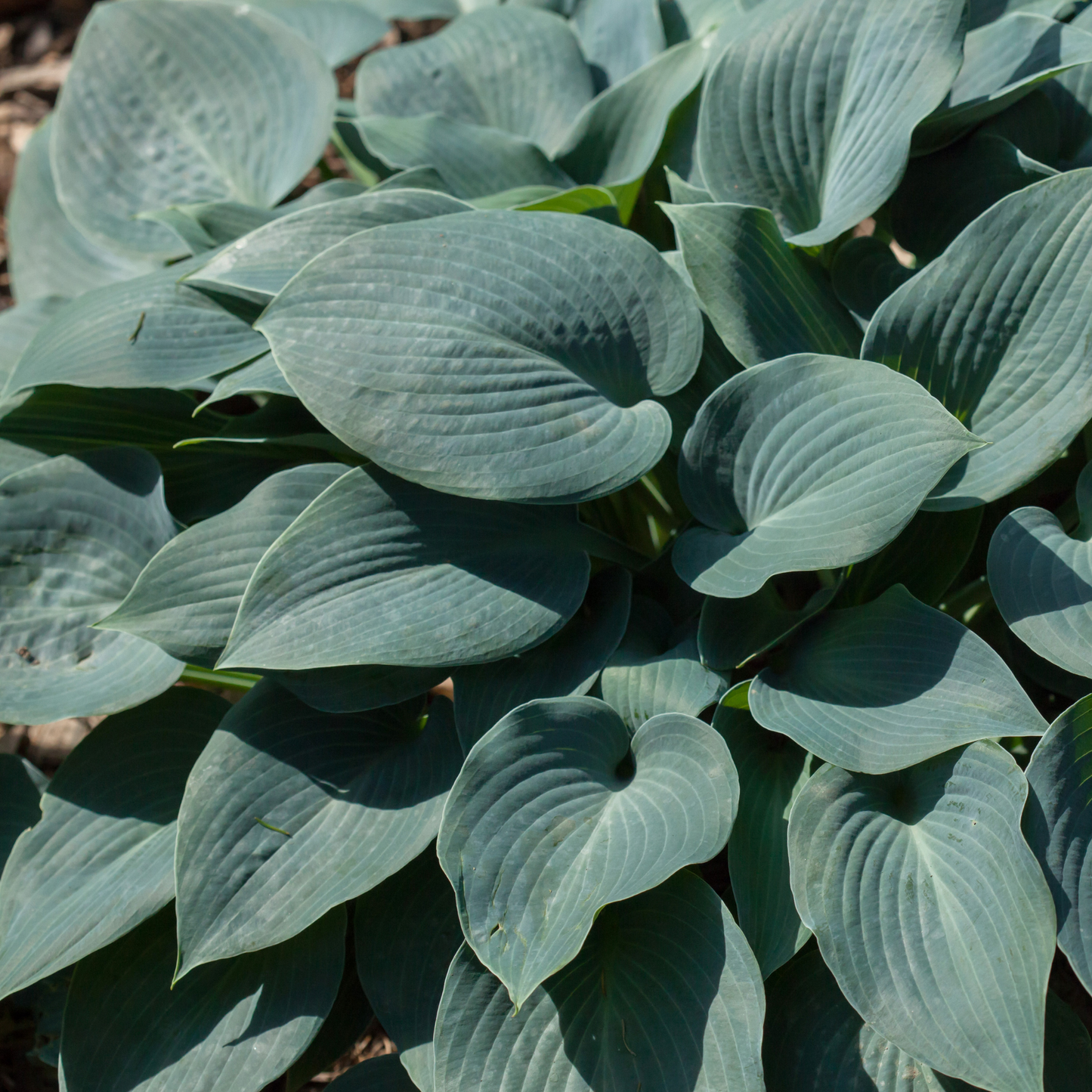 dark green leaves of a prairie sky hosta outdoor plant in an outdoor garden setting