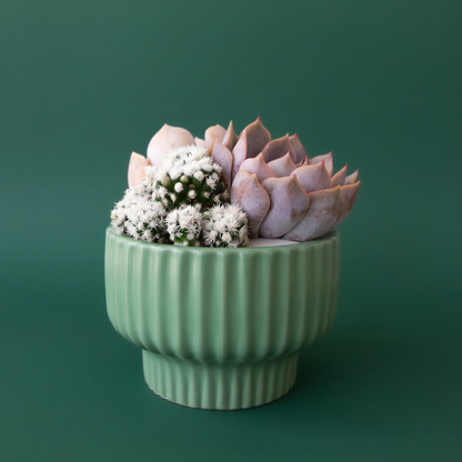 a Presley planter in the colour jade with an assortment of cacti and succulents potted inside against a green background
