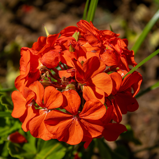 a brightly coloured orange ball like presto orange geranium flower in an outdoor garden setting