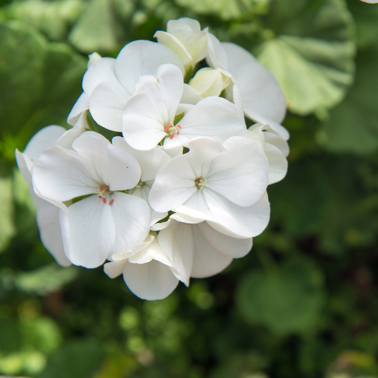 a ball like shape of presto white geranium flowers in an outdoor garden setting