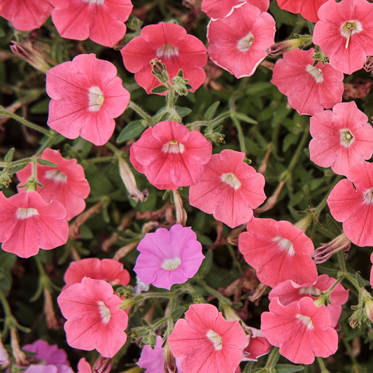 many coral pink coloured pretty flora coral petunia flowers in an outdoor garden setting