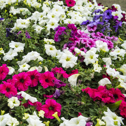 many brightly coloured pretty flora mix petunias that are pink, white, purple and blue in an outdoor garden setting