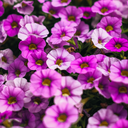 a close up of many bright pinkish purple pretty flora pink pearl petunia flowers with yellow centres and green stems in an outdoor setting