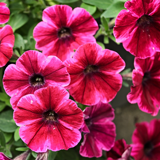 a close up of bright pink pretty flora rose morn petunias with darkest centres and bright green leaves in the background in an outdoor setting