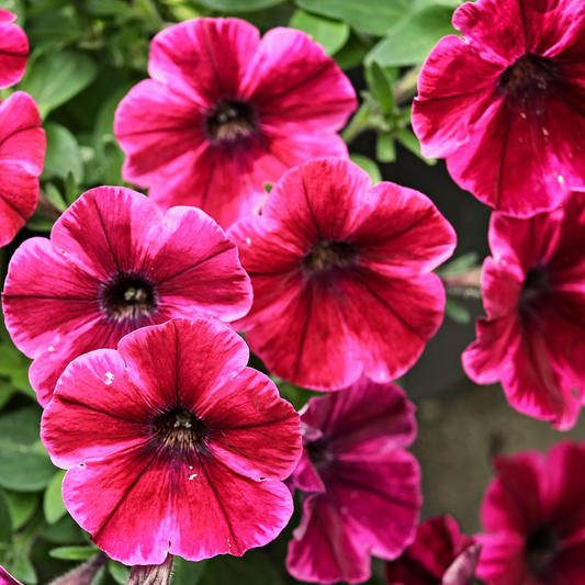 a close up many bright pink pretty grand deep pink petunias in an outdoor garden setting