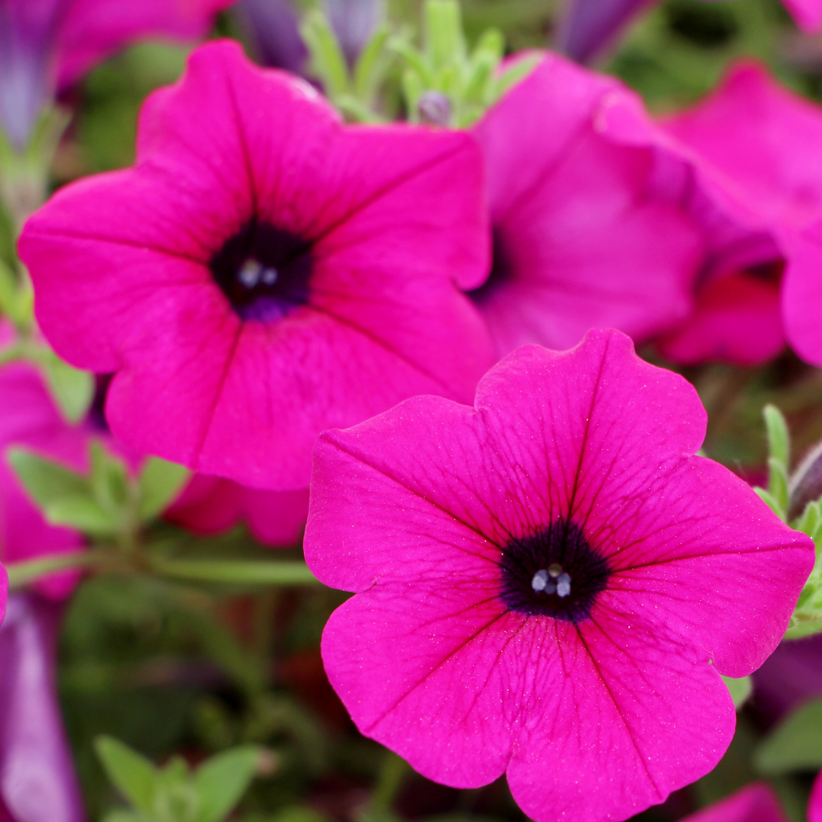 Close-up of bright pink pretty grand purple petunia flowers with dark purple centers and green foliage.