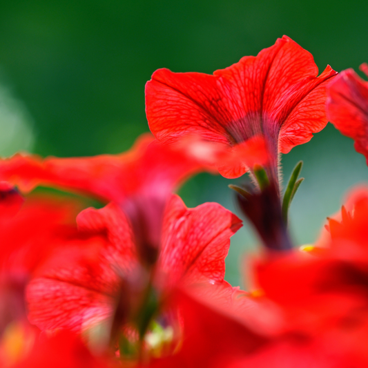 Close-up of bright red pretty grand red petunia flowers with a soft green blurred background.