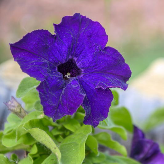 A close-up of a vibrant purple pretty grand true blue petunia flower with green leaves, set against a softly blurred outdoor background.