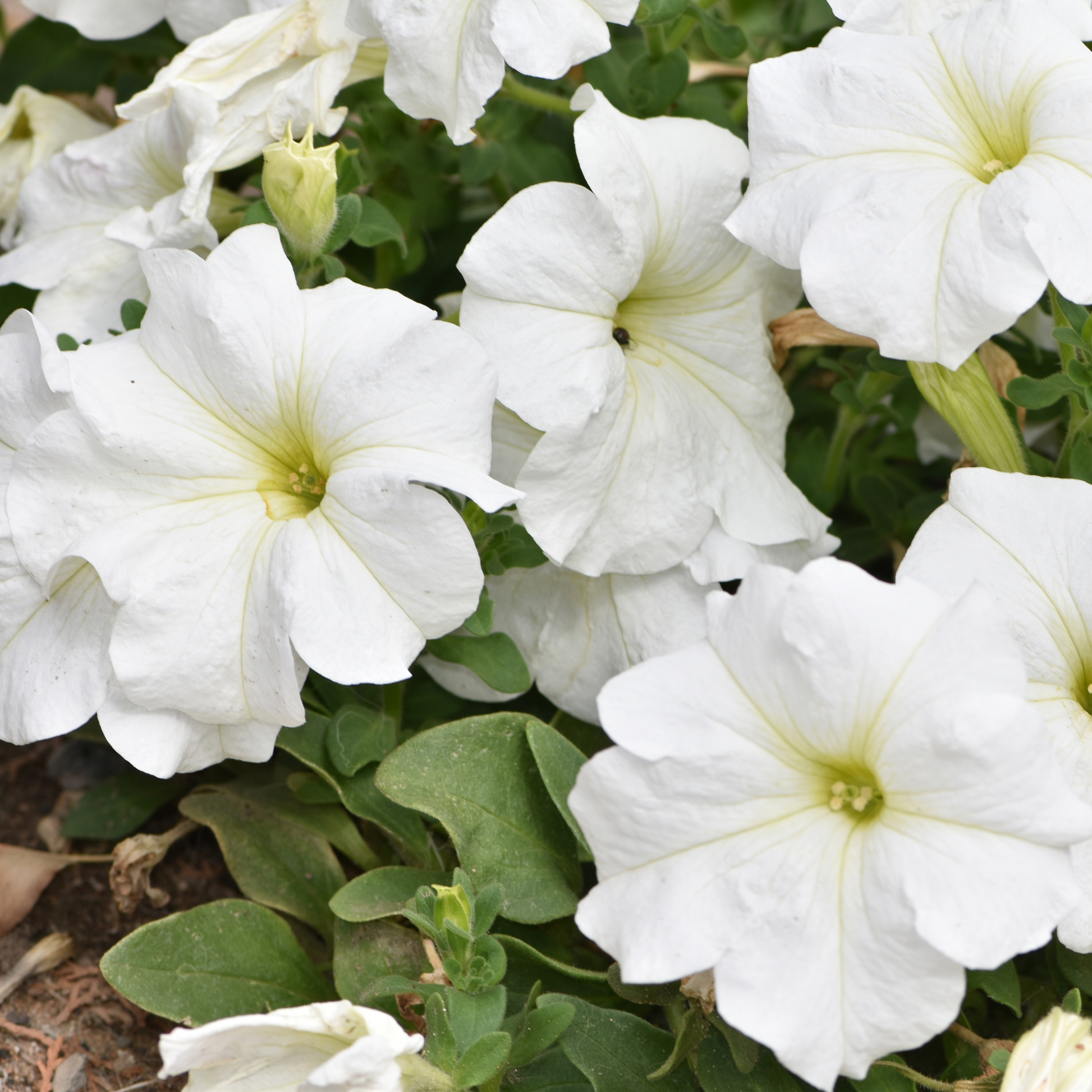 a close up of many bright white pretty grand white petunias with yellow centres surrounded by green leaves in an outdoor garden setting