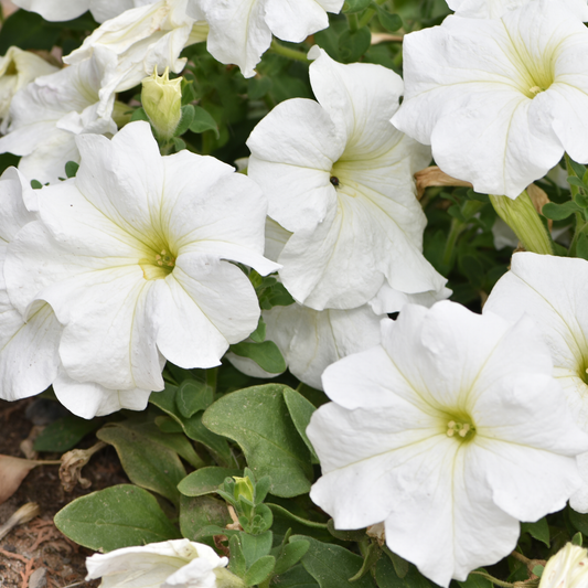 a close up of many bright white pretty grand white petunias with yellow centres surrounded by green leaves in an outdoor garden setting