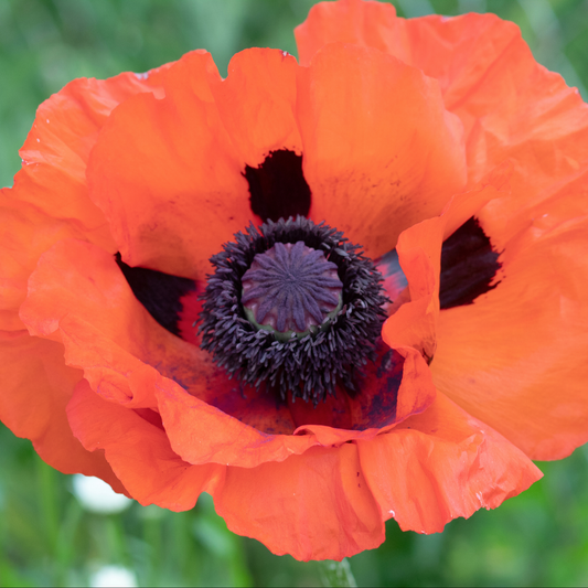 a close up of a bright orange prince of orange oriental poppy flower with a dark centre with a blurred green background