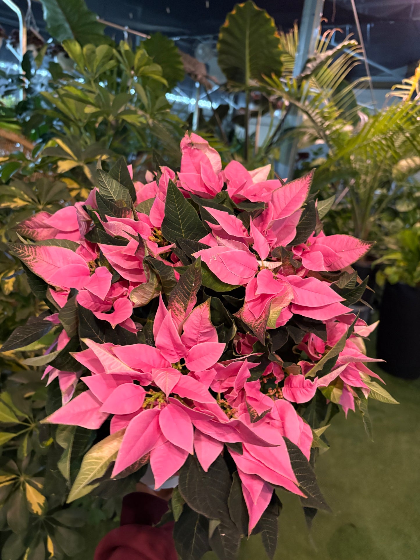 Pink poinsettia plant with green leaves in a garden setting