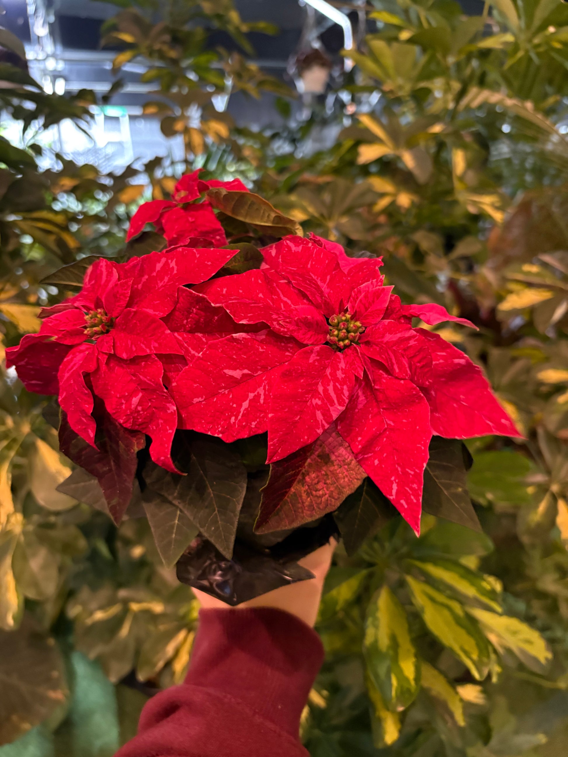 Bouquet of dark pink poinsettias held by a person with green foliage in the background