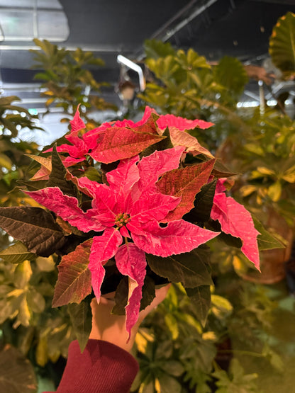 Close-up of a light pink poinsettia plant with green leaves.