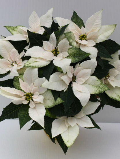 Bouquet of white poinsettias with green leaves on a light gray background