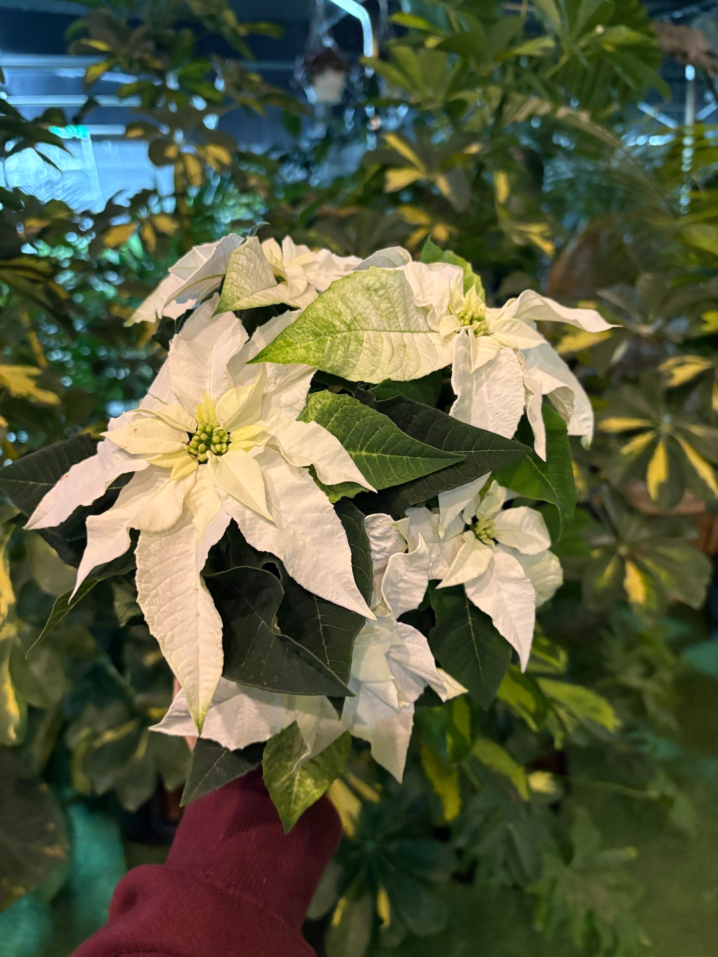 White poinsettia plant with green leaves against a blurred background