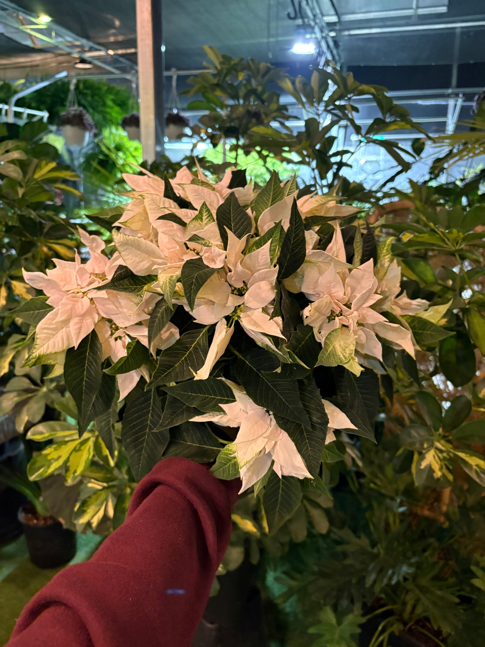 Close-up of a potted Princettia plant with white flowers and green leaves, held by a person wearing a red sleeve.