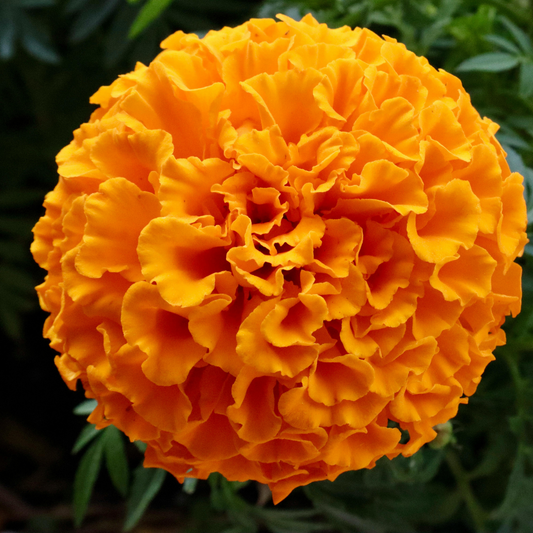 a bright orange proud Mari marigold flower in an outdoor setting with a blurred background