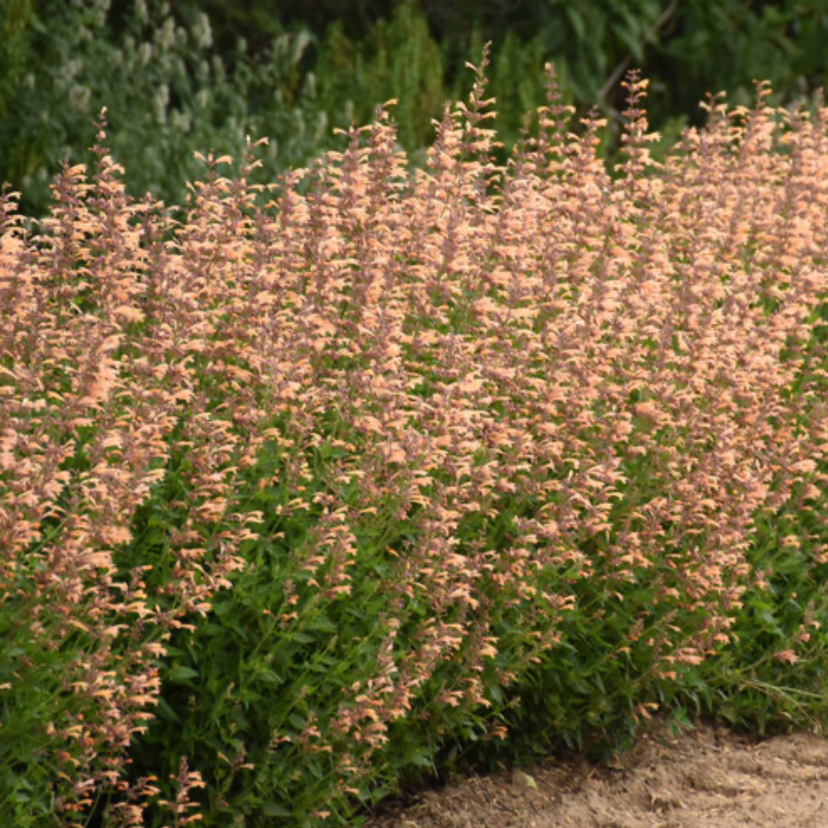 many long green stems with pale pink flowers of agastache queen nectarine anise hyssop plants in an outdoor setting