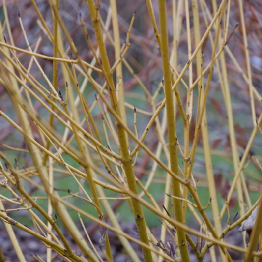 a close up of the yellow stems of an arctic fire yellow dogwood plant in an outdoor garden setting