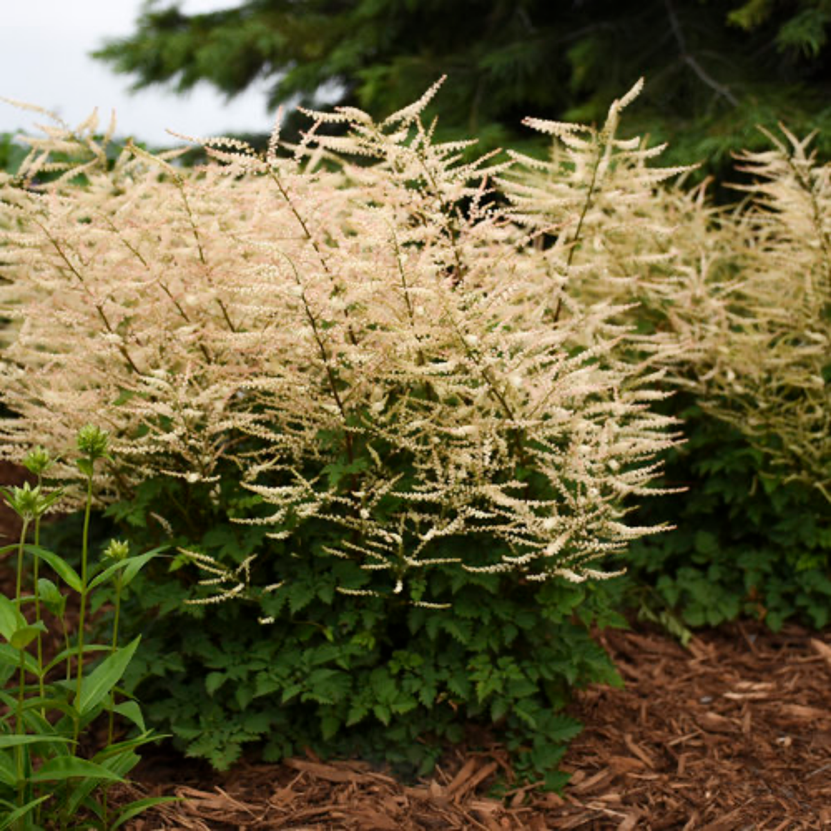 any one green stems with off white flowers of aruncus Chantilly lace goats beard plants growing in an outdoor garden setting