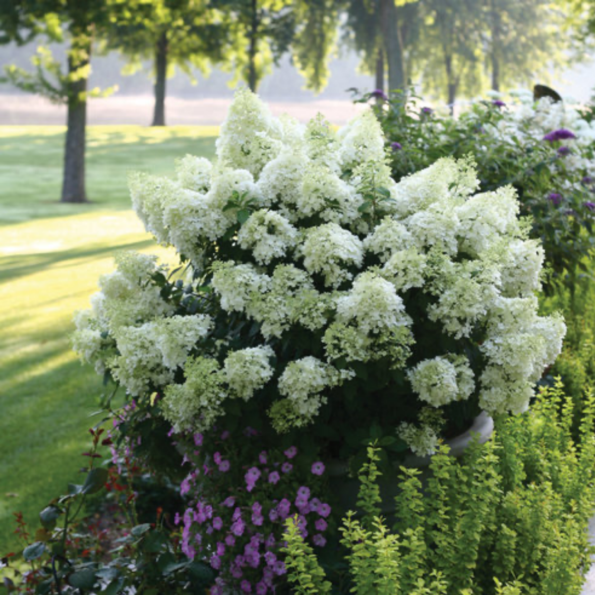 a growing bobo dwarf hydrangea plants with white flowers and dark green leaves growing amongst many flowering plants in an outdoor garden setting