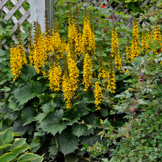 a close up of a bottle rocket ligularia plant with ling stems growing bright yellow flowers and dark green leaves surrounded by many plants in an outdoor garden setting