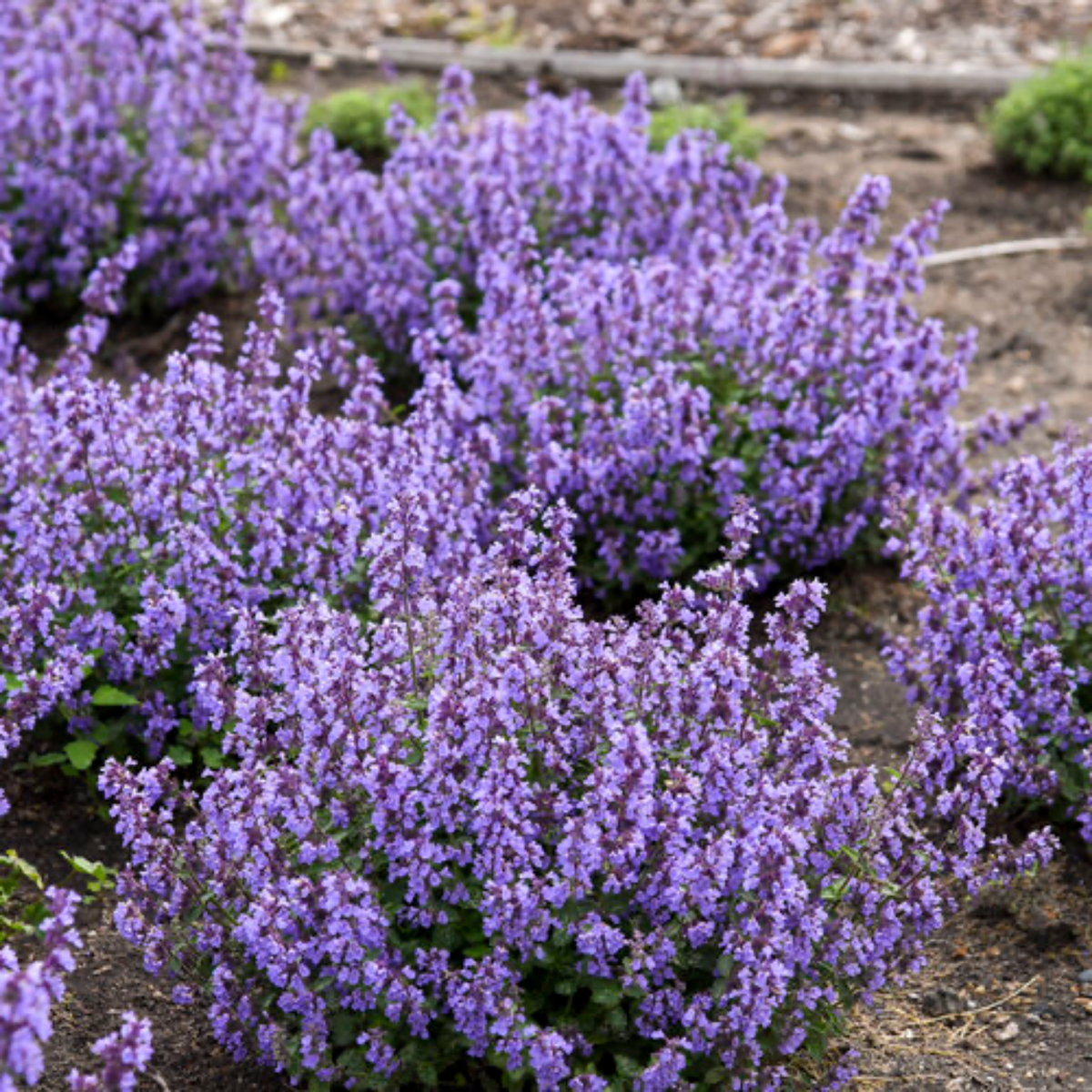 a close up of many pale purple cats pyjamas catmint plants with green foliage in an outdoor garden setting 